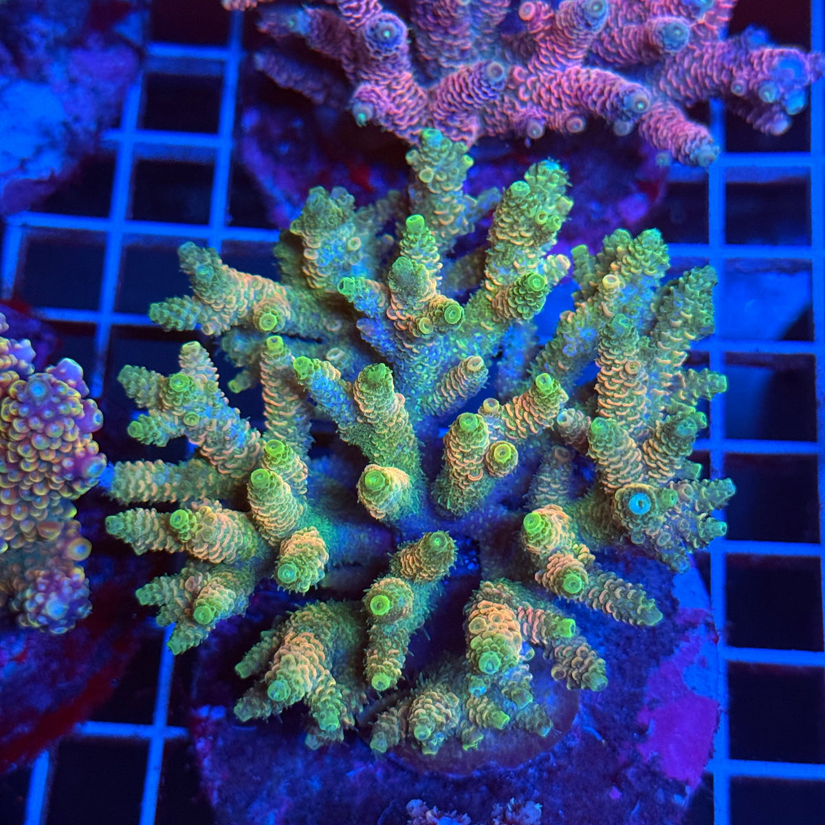 Acro Colony T3B3 colony