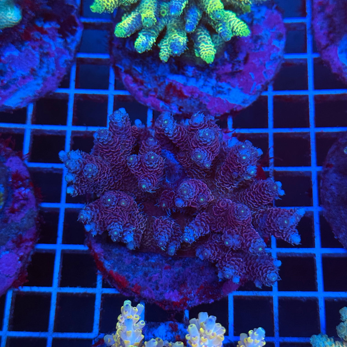 Acro Colony T3C5 colony