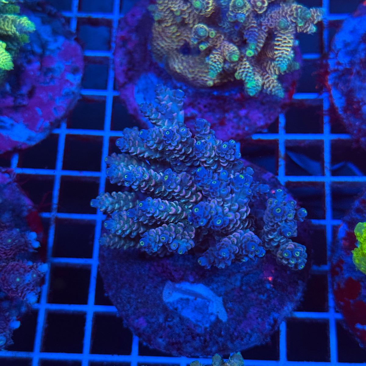 Acro Colony T3C6 colony
