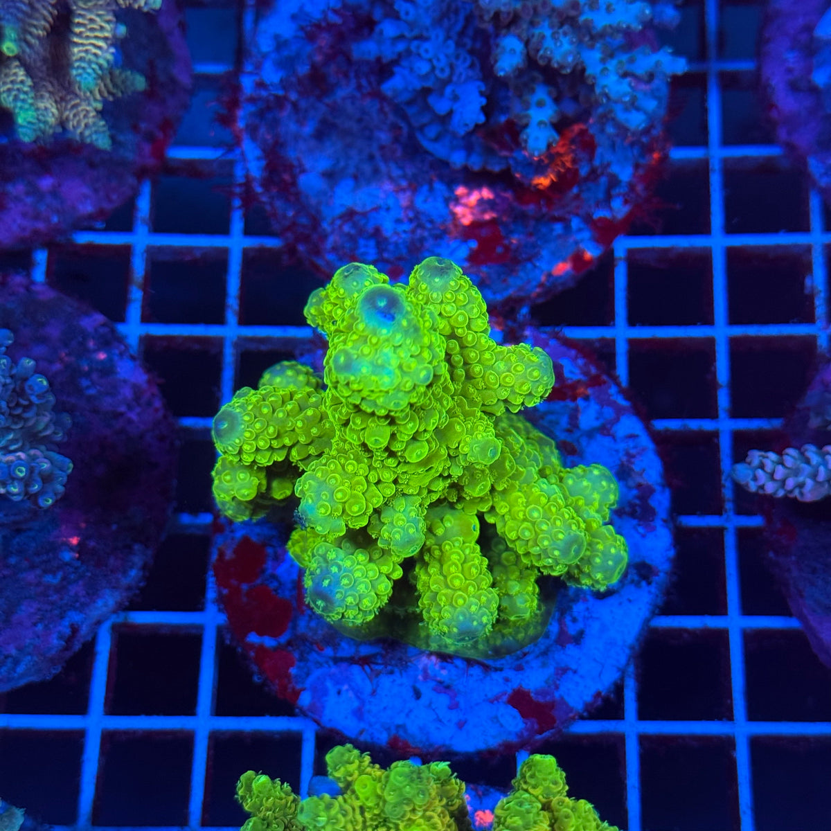 Acro Colony T3C7 colony