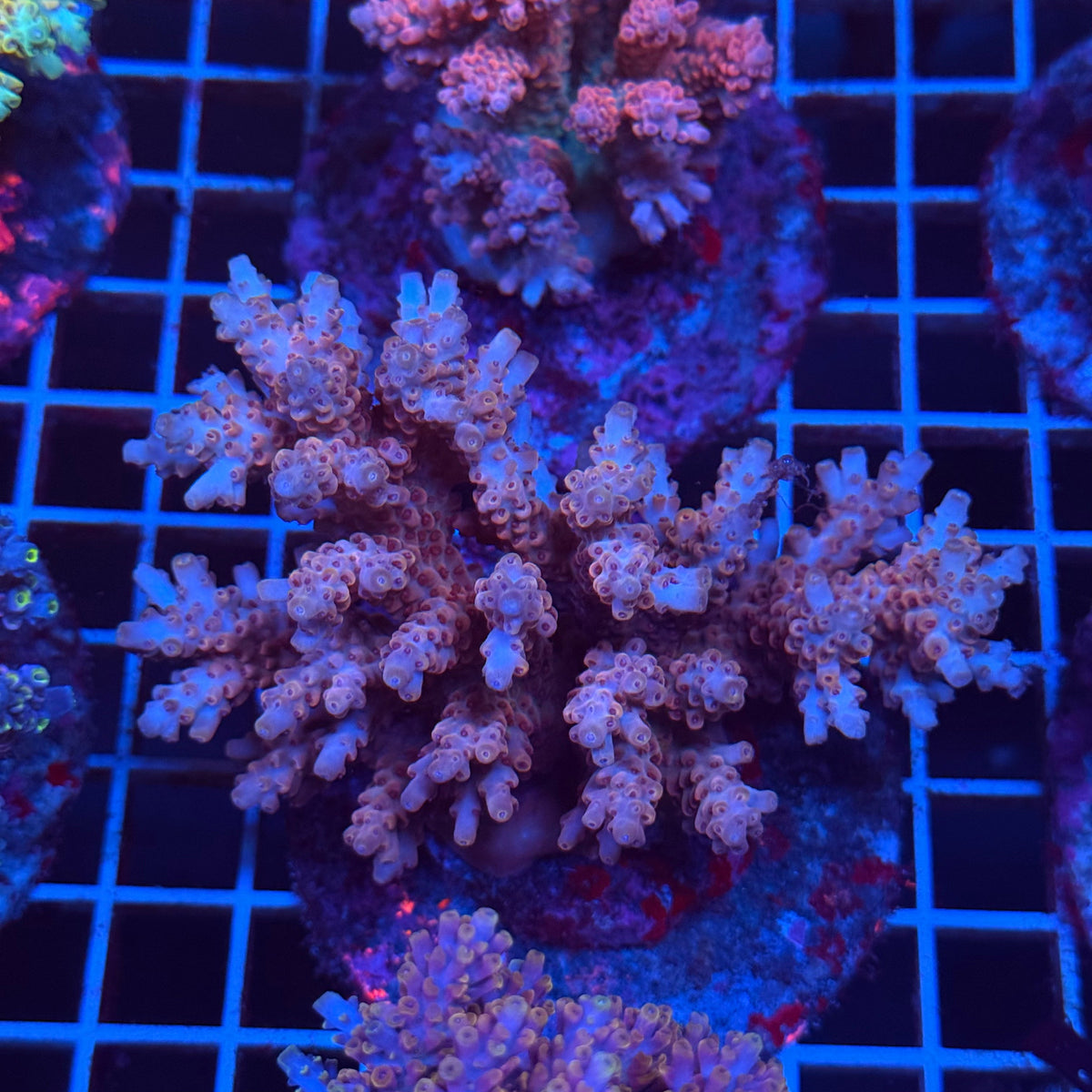 Acro Colony T3D10 colony