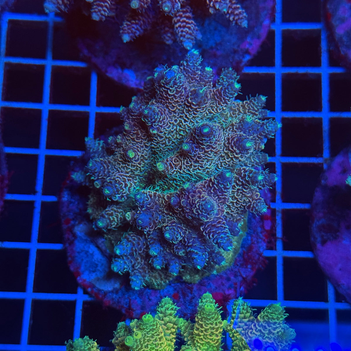 Acro Colony T3D3 colony
