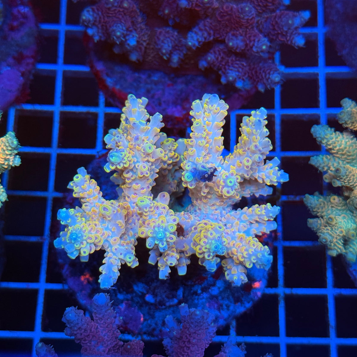 Acro Colony T3D5 colony