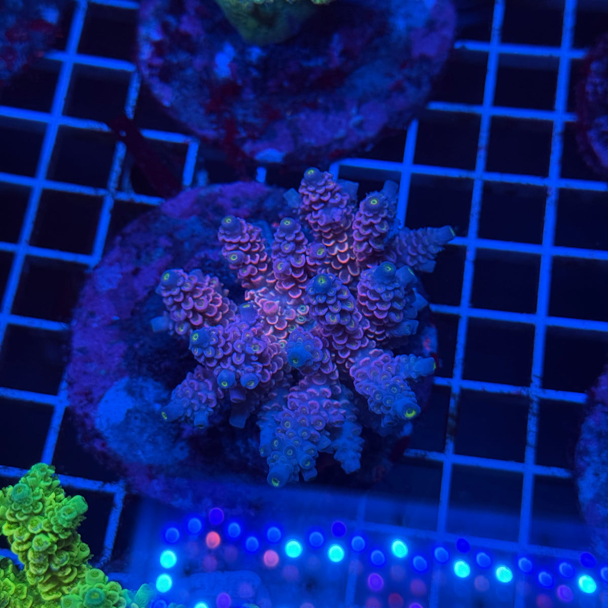 Acro Colony T3E11 colony