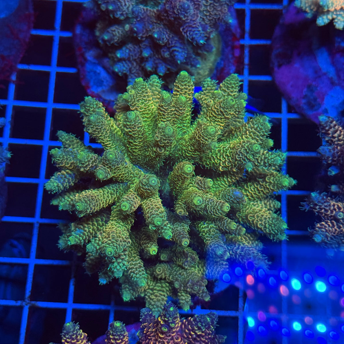 Acro Colony T3E3 colony