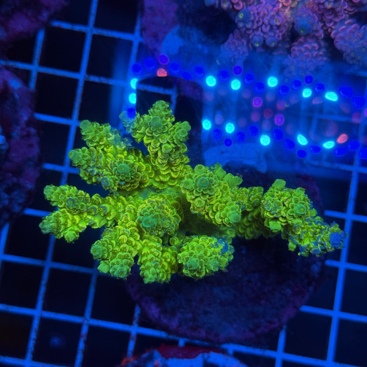 Acro Colony T3F11 colony