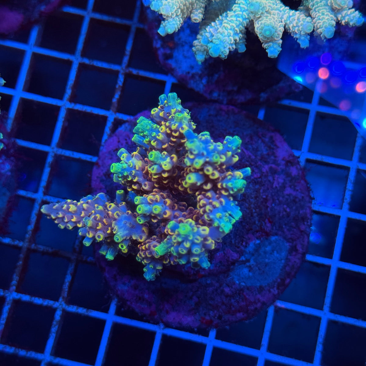 Acro Colony T3G10 colony