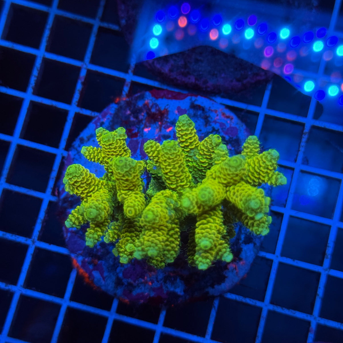 Acro Colony T3G11 colony