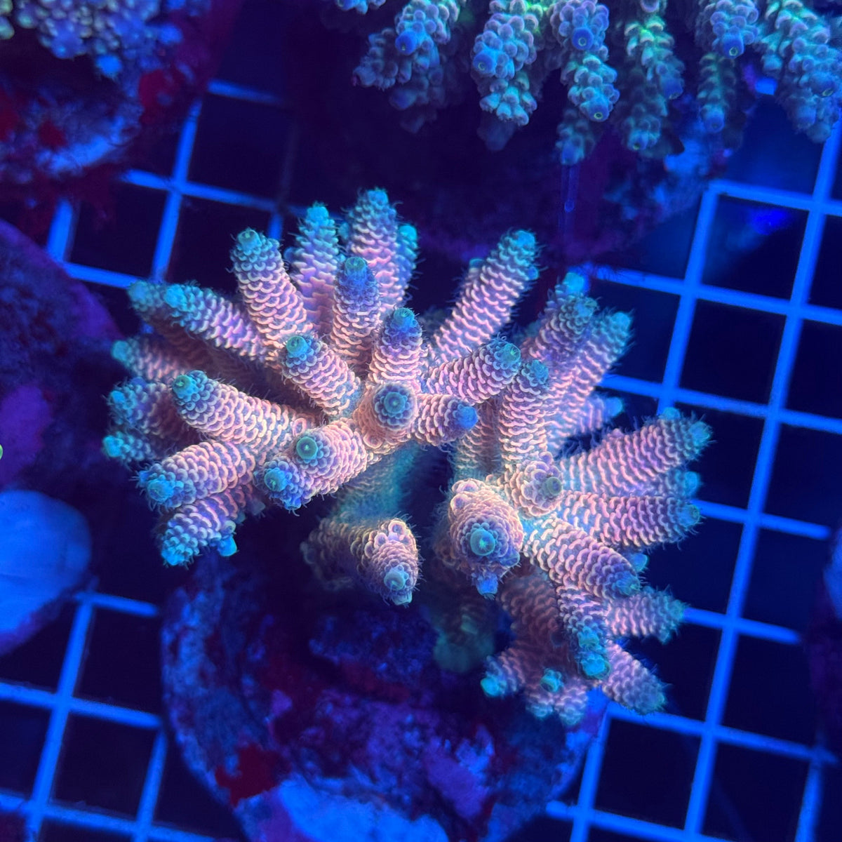 Acro Colony T3G2 colony