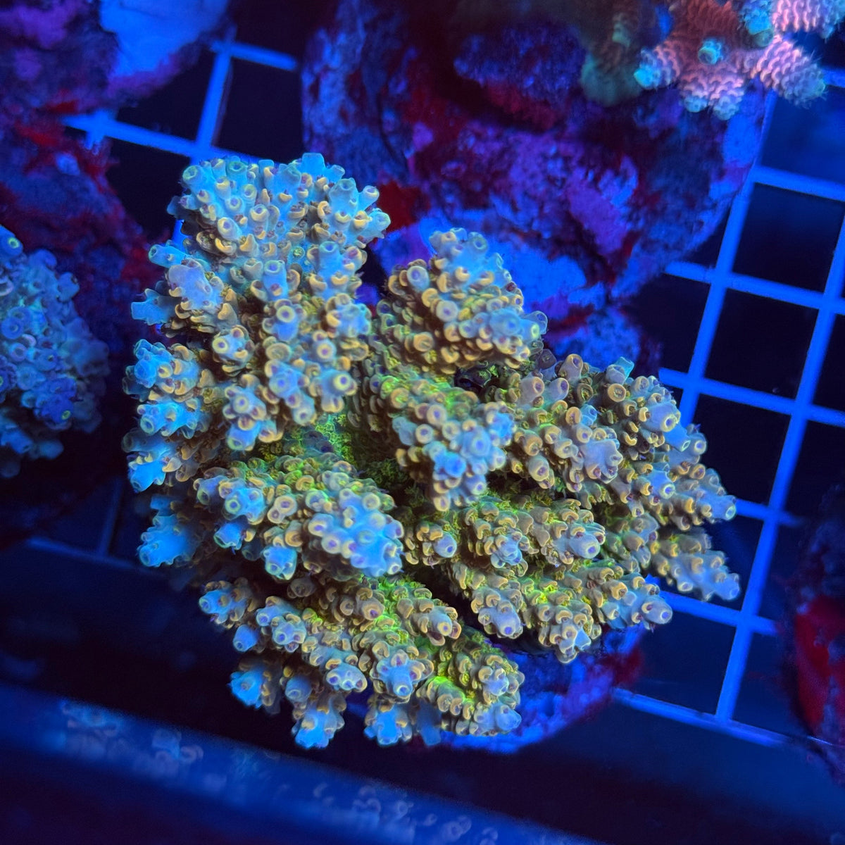Acro Colony T3H2 colony