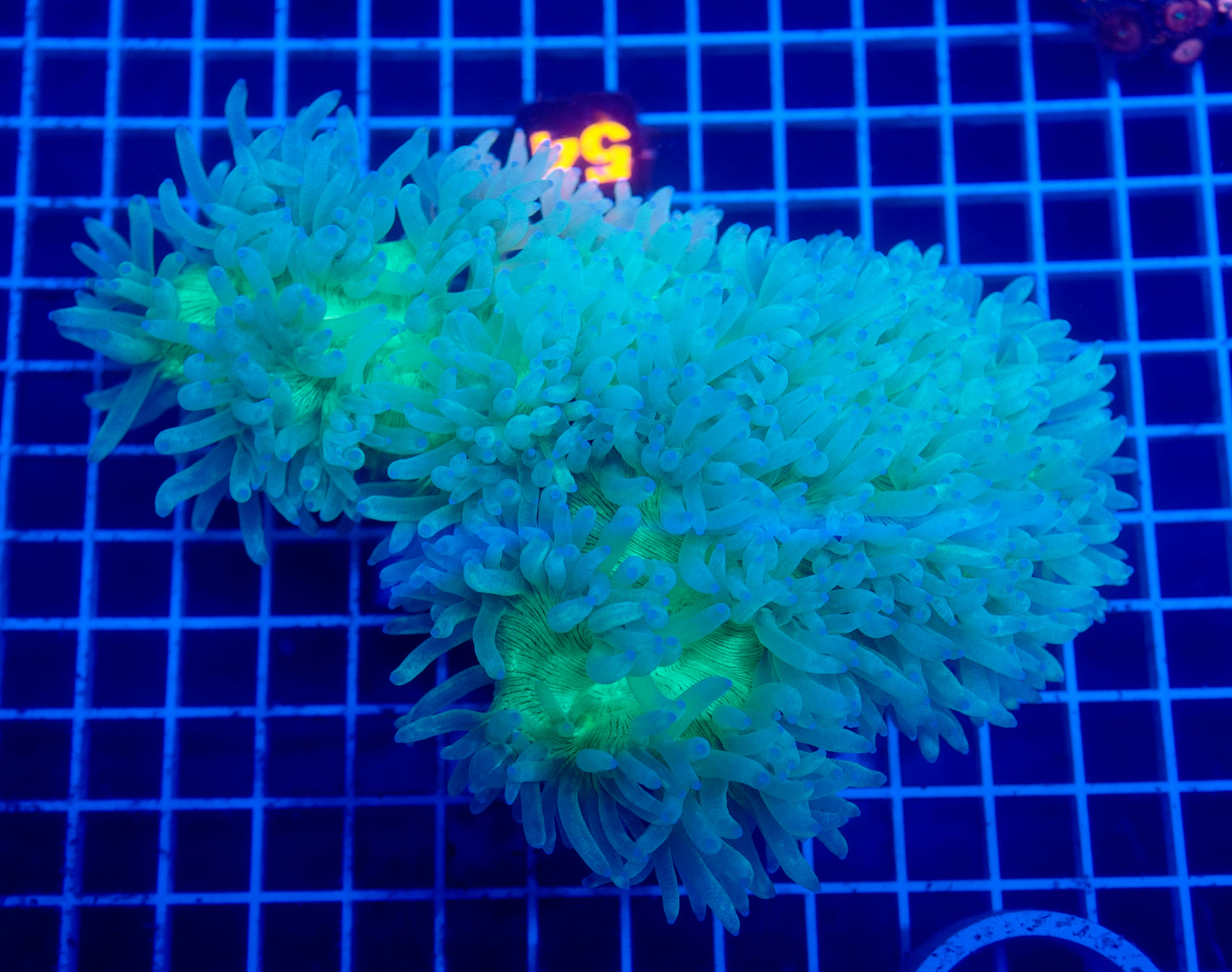 (WYSIWYG) Solomon Elegance Coral 54 XL