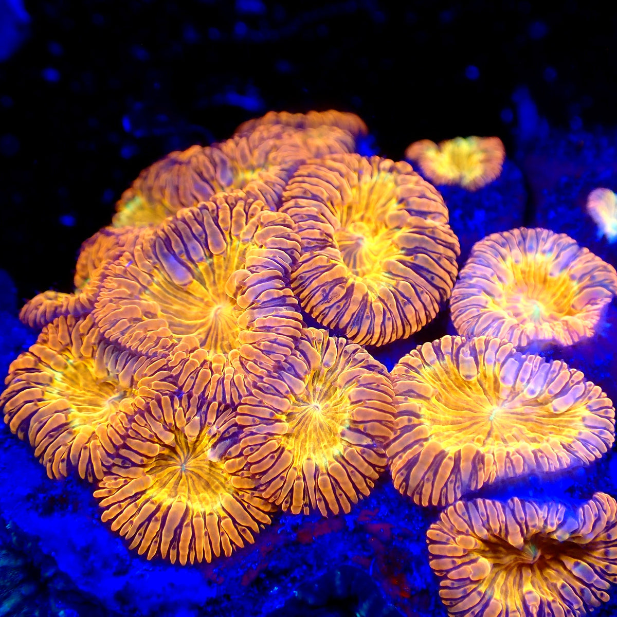 Sunrise Blasto — amber and violet striped polyps