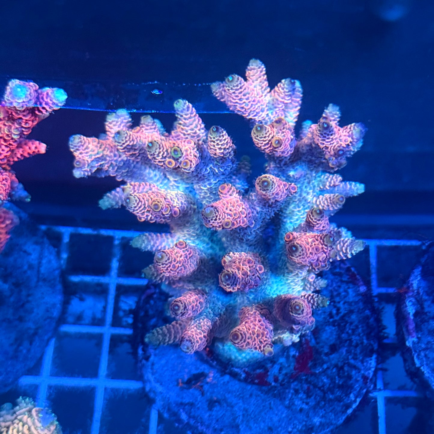(WYSIWYG) Acropora Colony T2A6