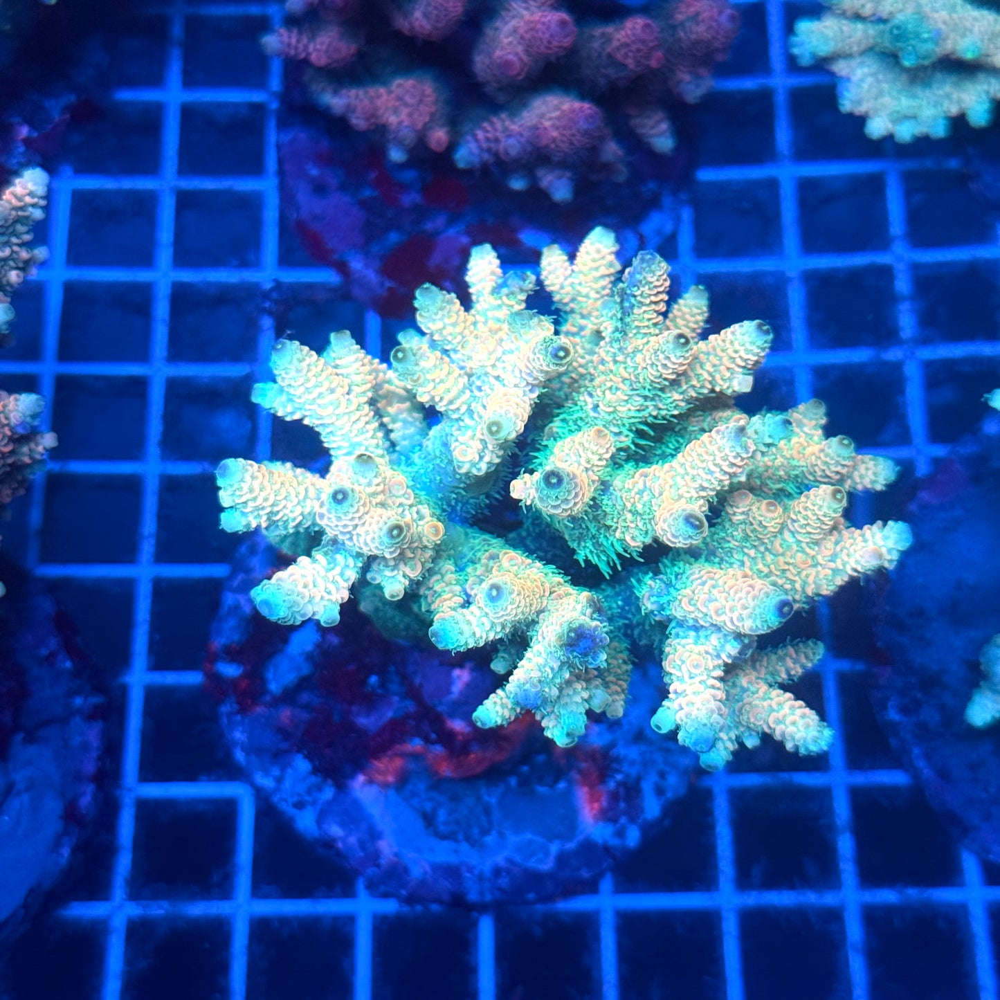 (WYSIWYG) Acropora Colony T2B12