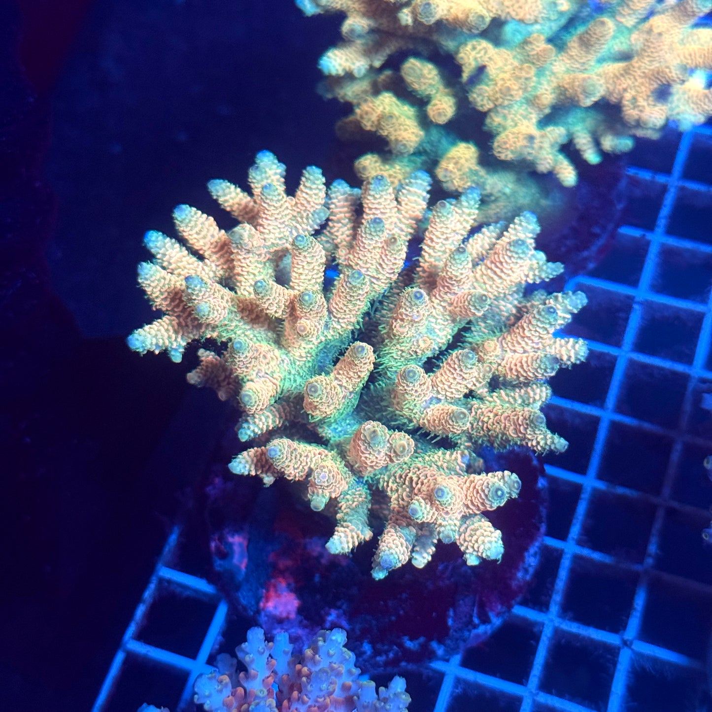 (WYSIWYG) Acropora Colony T2C1