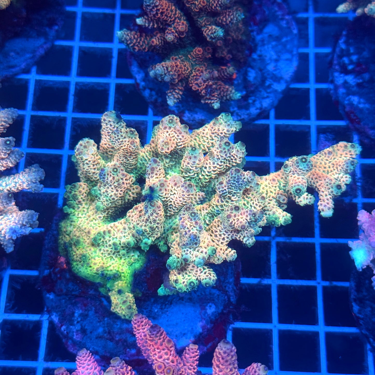 (WYSIWYG) Acropora Colony T2C10