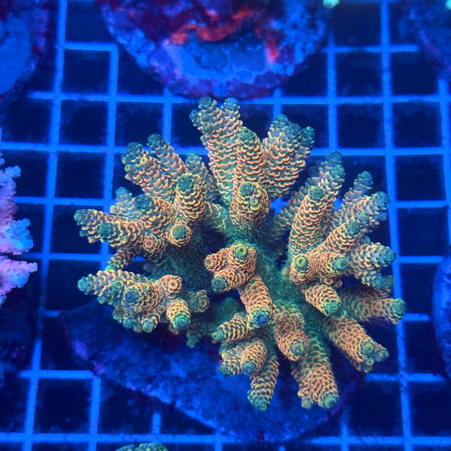 (WYSIWYG) Acropora Colony T2C12