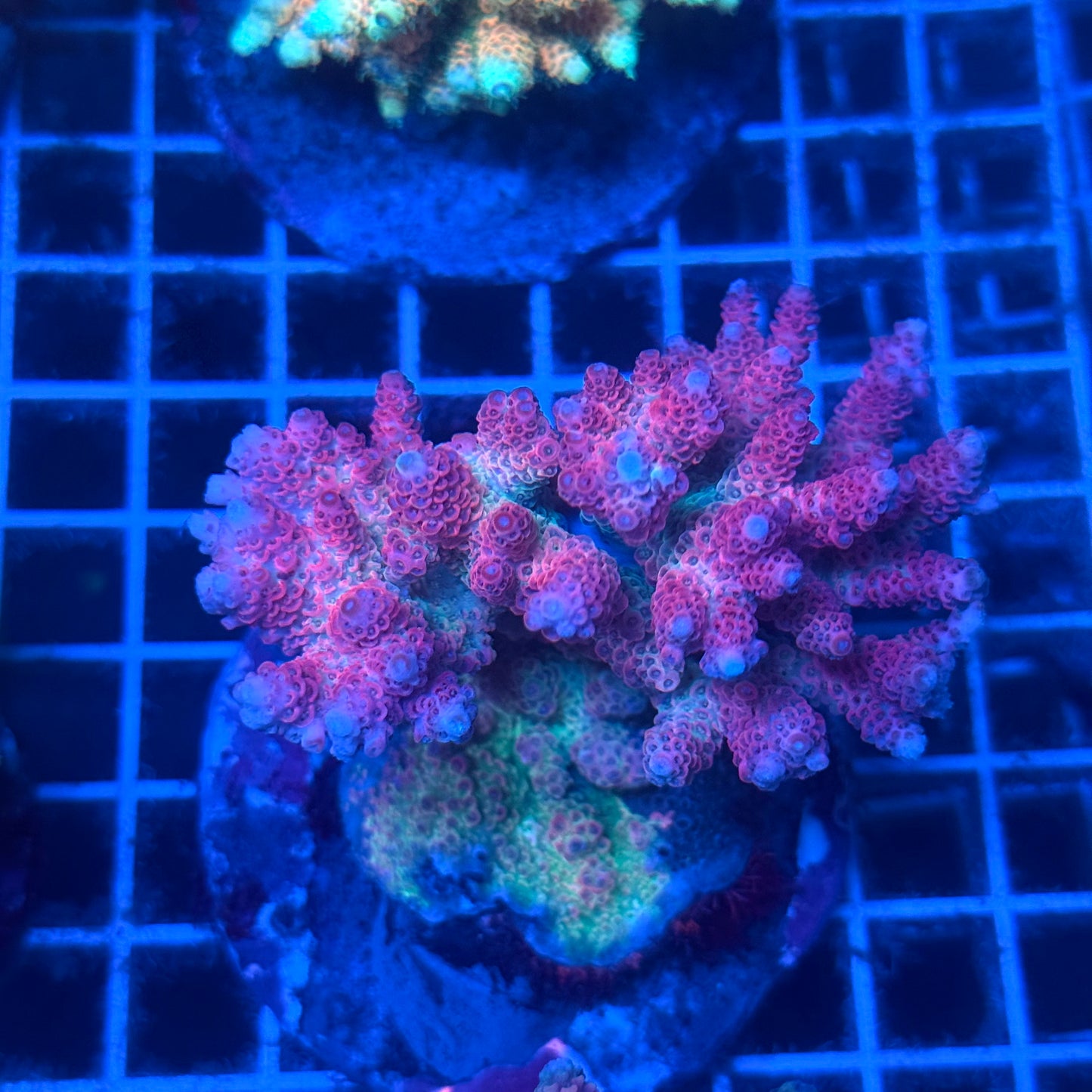 (WYSIWYG) Acropora Colony T2C13