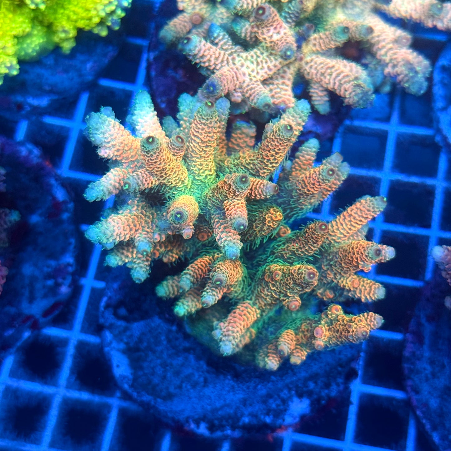 (WYSIWYG) Acropora Colony T2C5