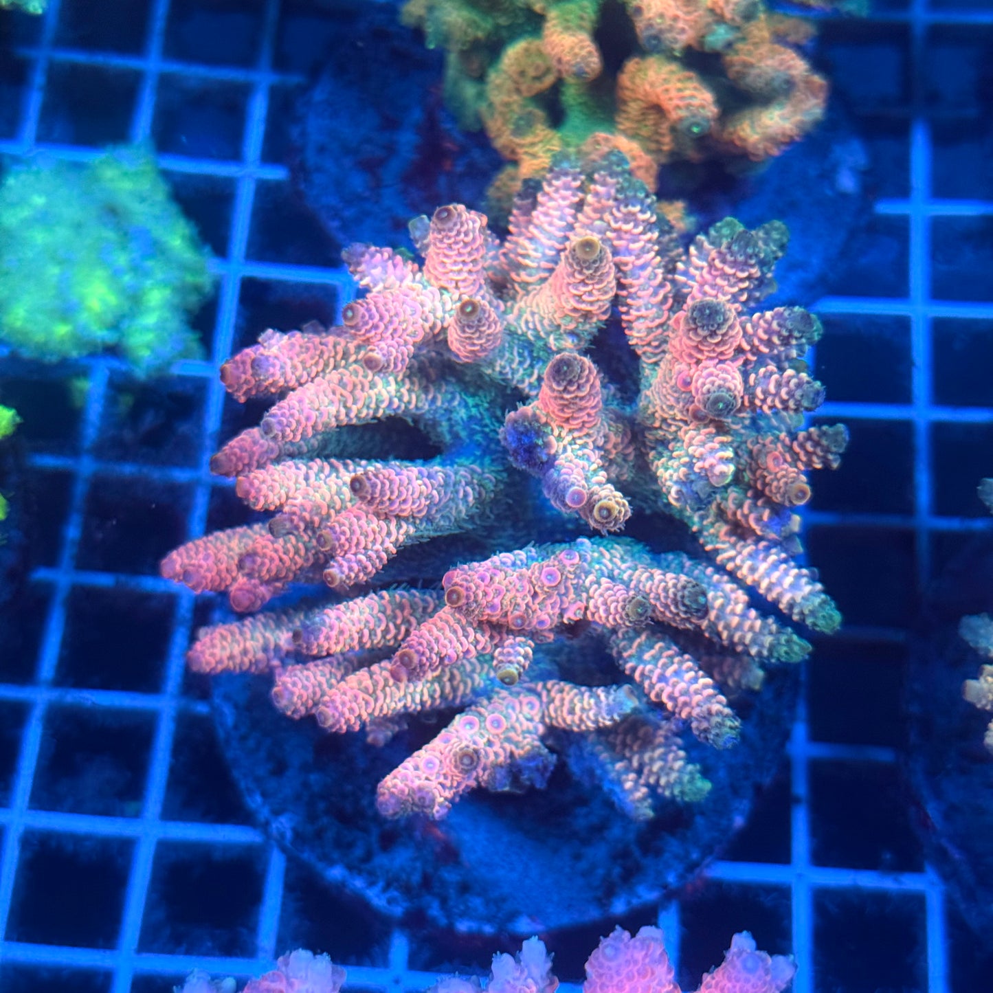 (WYSIWYG) Acropora Colony T2C8