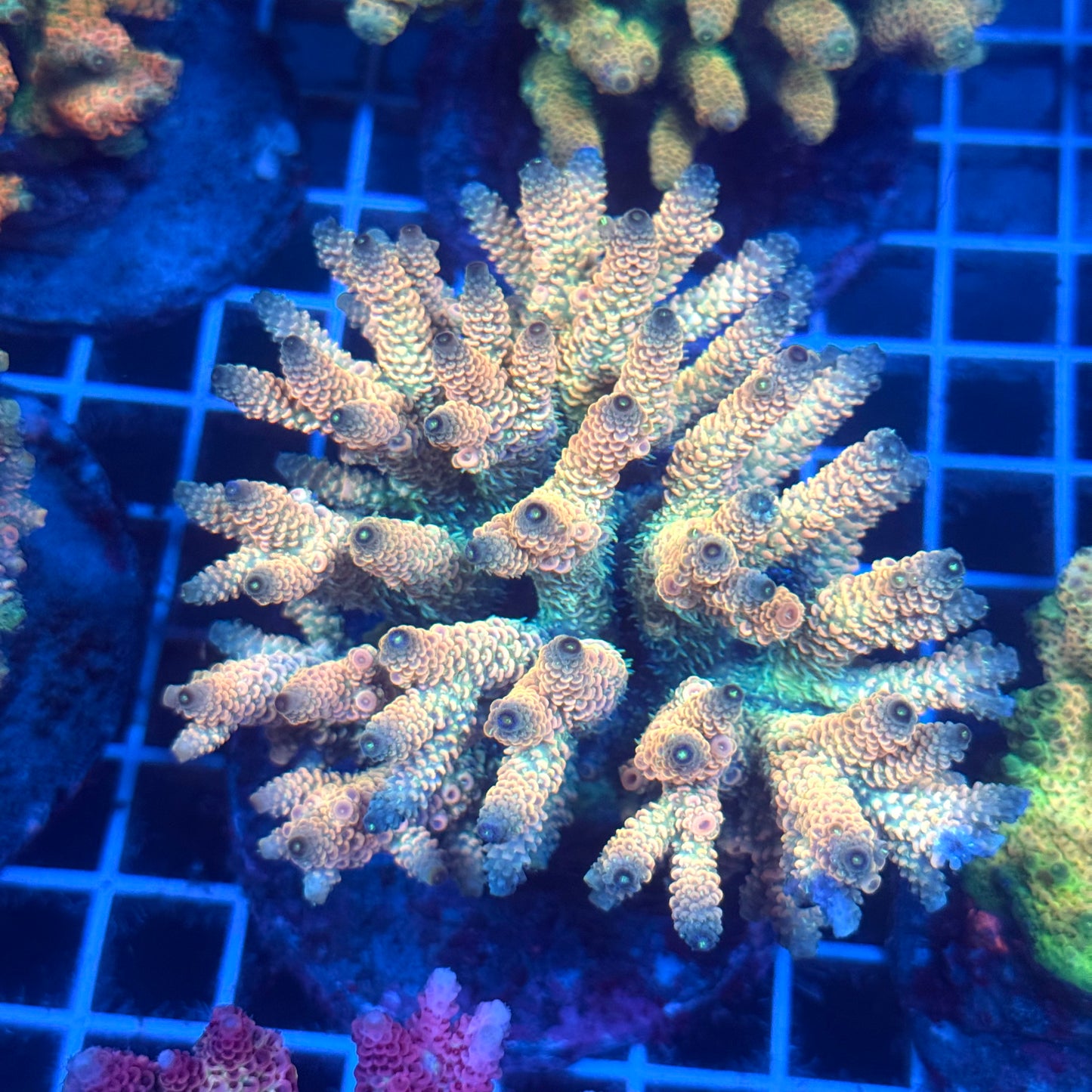 (WYSIWYG) Acropora Colony T2C9