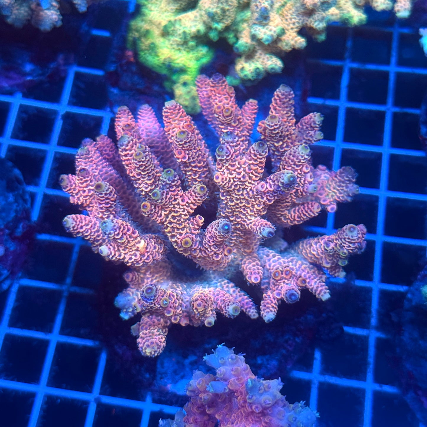 (WYSIWYG) Acropora Colony T2D10