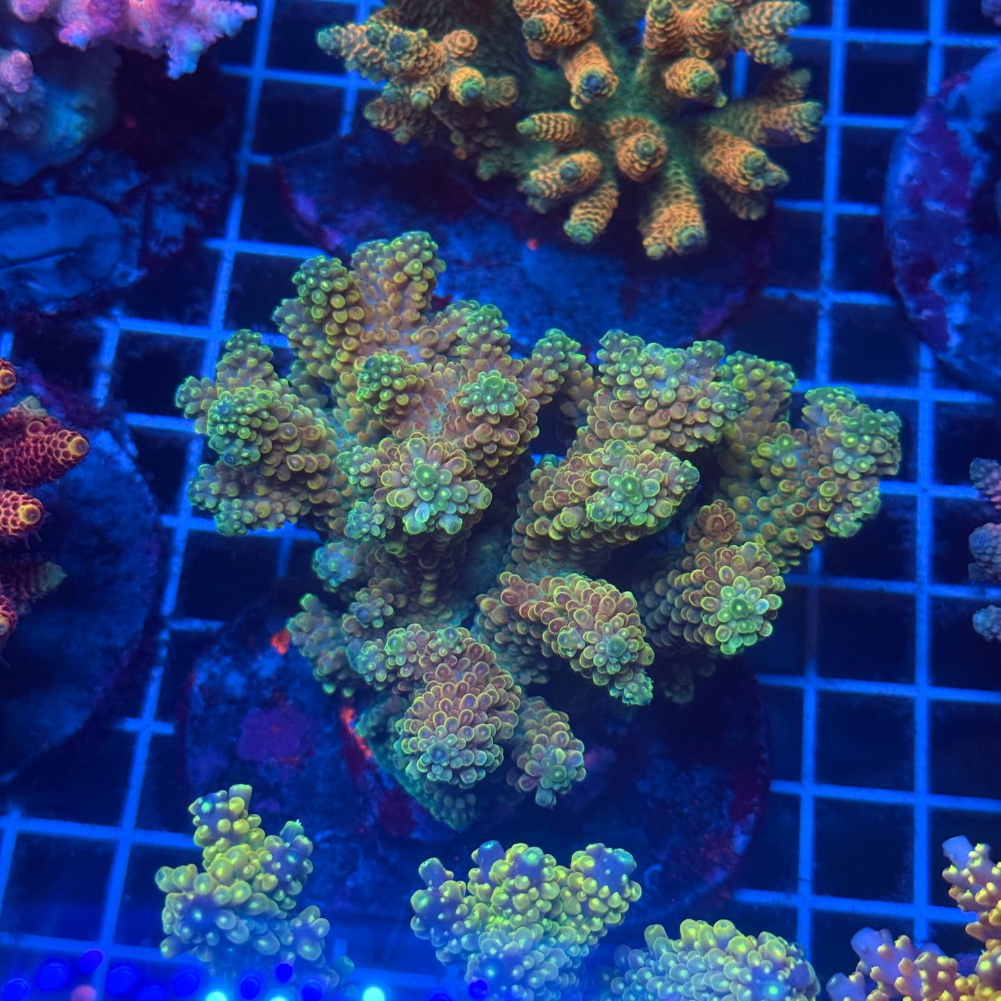 (WYSIWYG) Acropora Colony T2D12