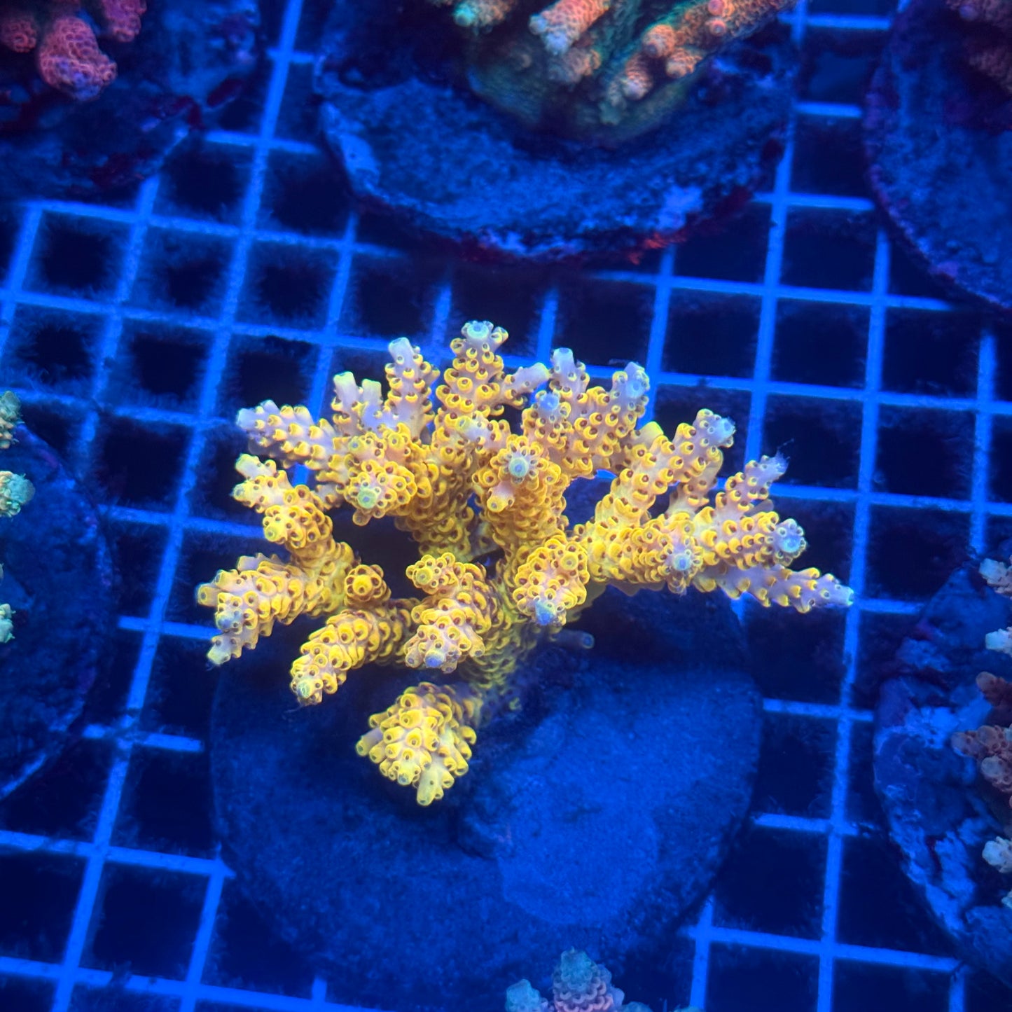 (WYSIWYG) Acropora Colony T2D5