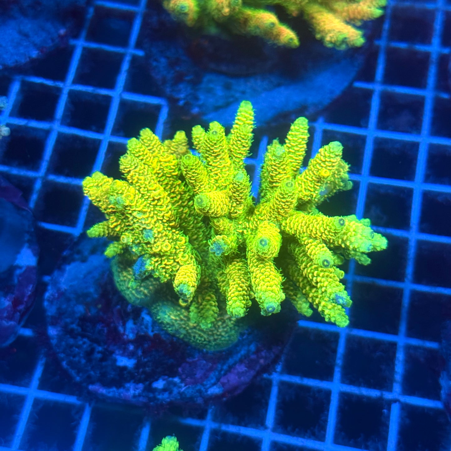 (WYSIWYG) Acropora Colony T2D7