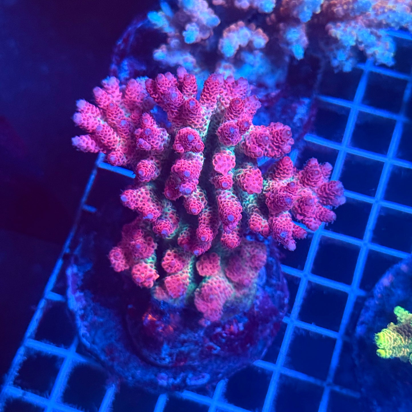 (WYSIWYG) Acropora Colony T2E1