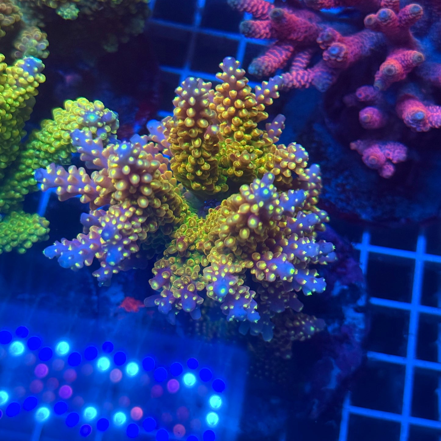 (WYSIWYG) Acropora Colony T2E13