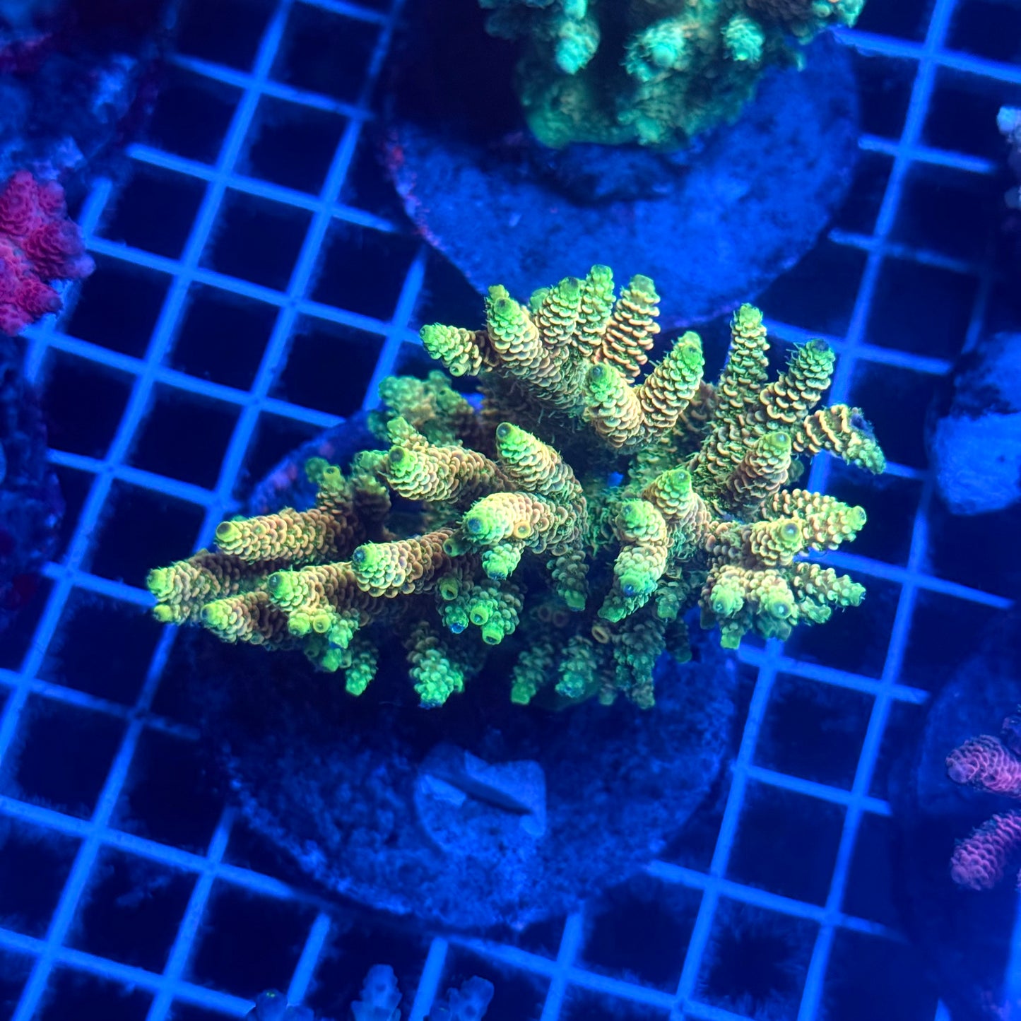 (WYSIWYG) Acropora Colony T2E2