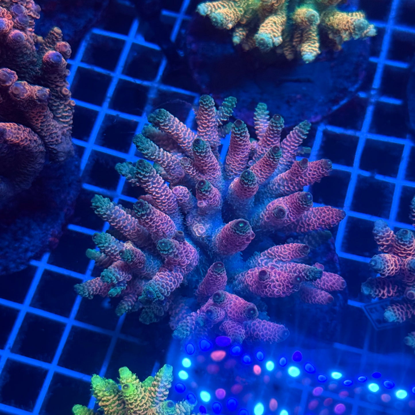 (WYSIWYG) Acropora Colony T2E4