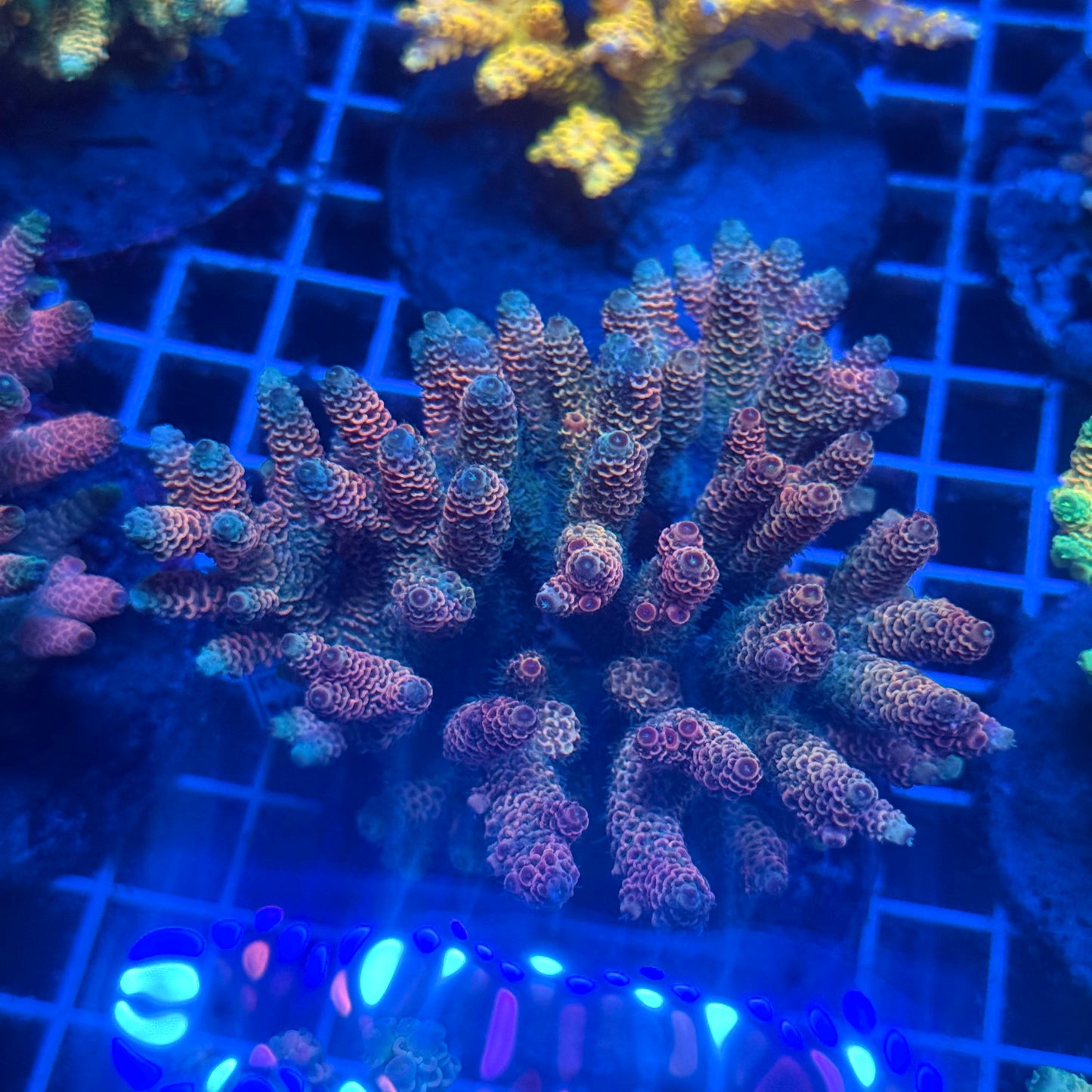 (WYSIWYG) Acropora Colony T2E5
