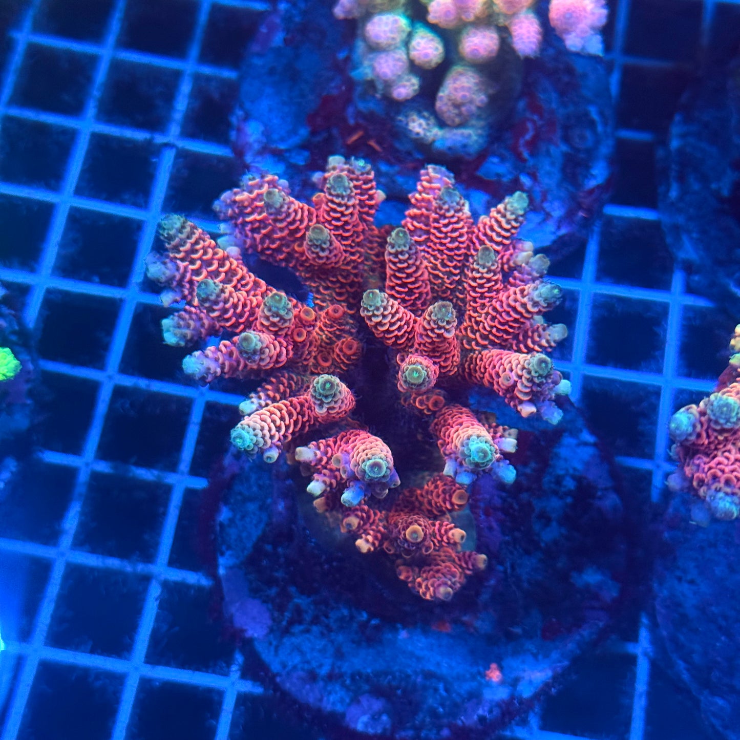(WYSIWYG) Acropora Colony T2E8