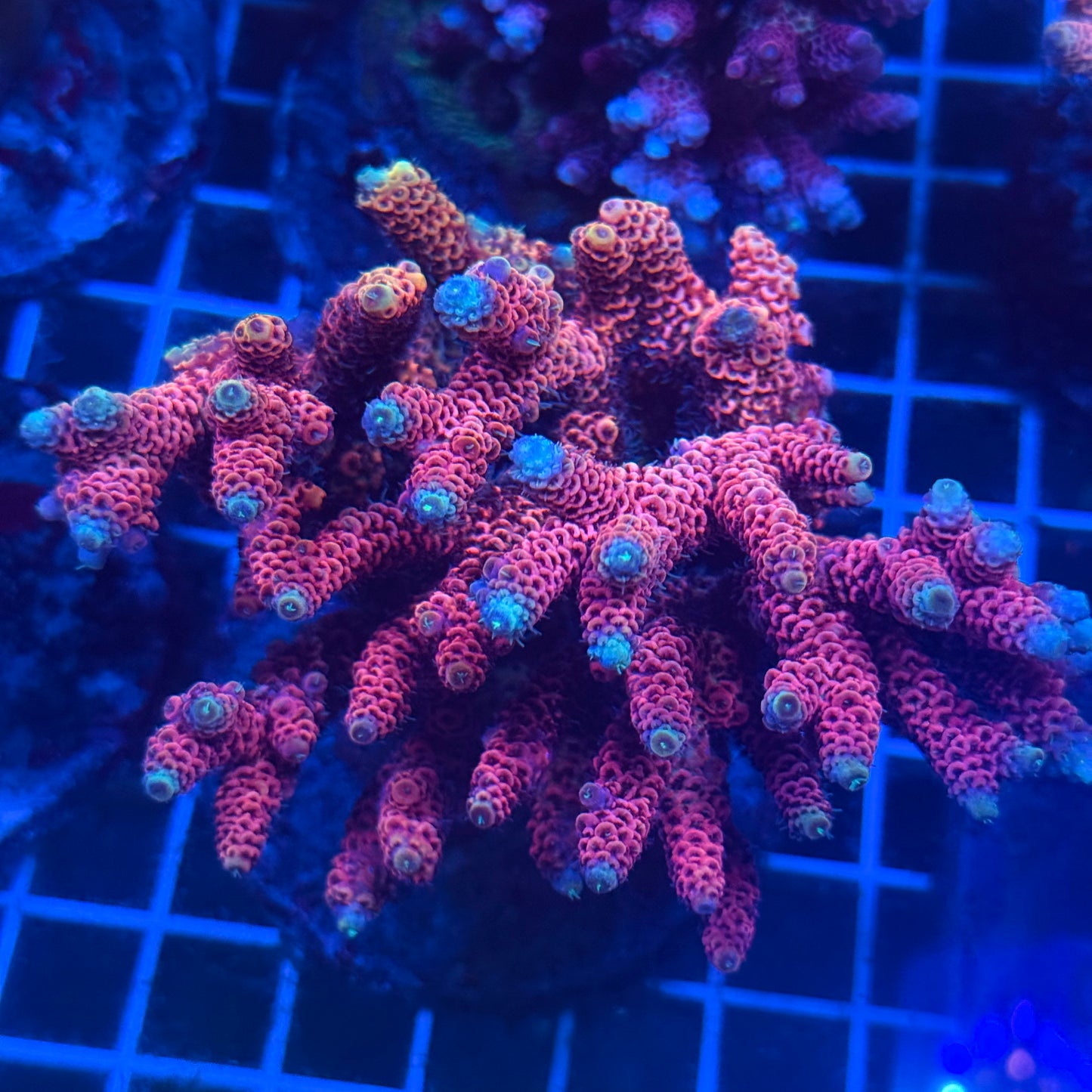 (WYSIWYG) Acropora Colony T2E9