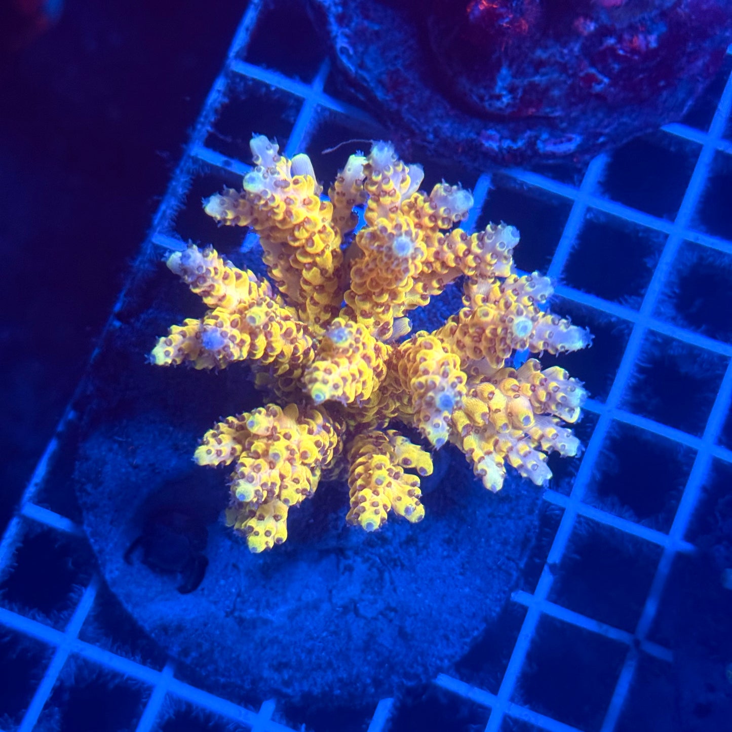 (WYSIWYG) Acropora Colony T2F1