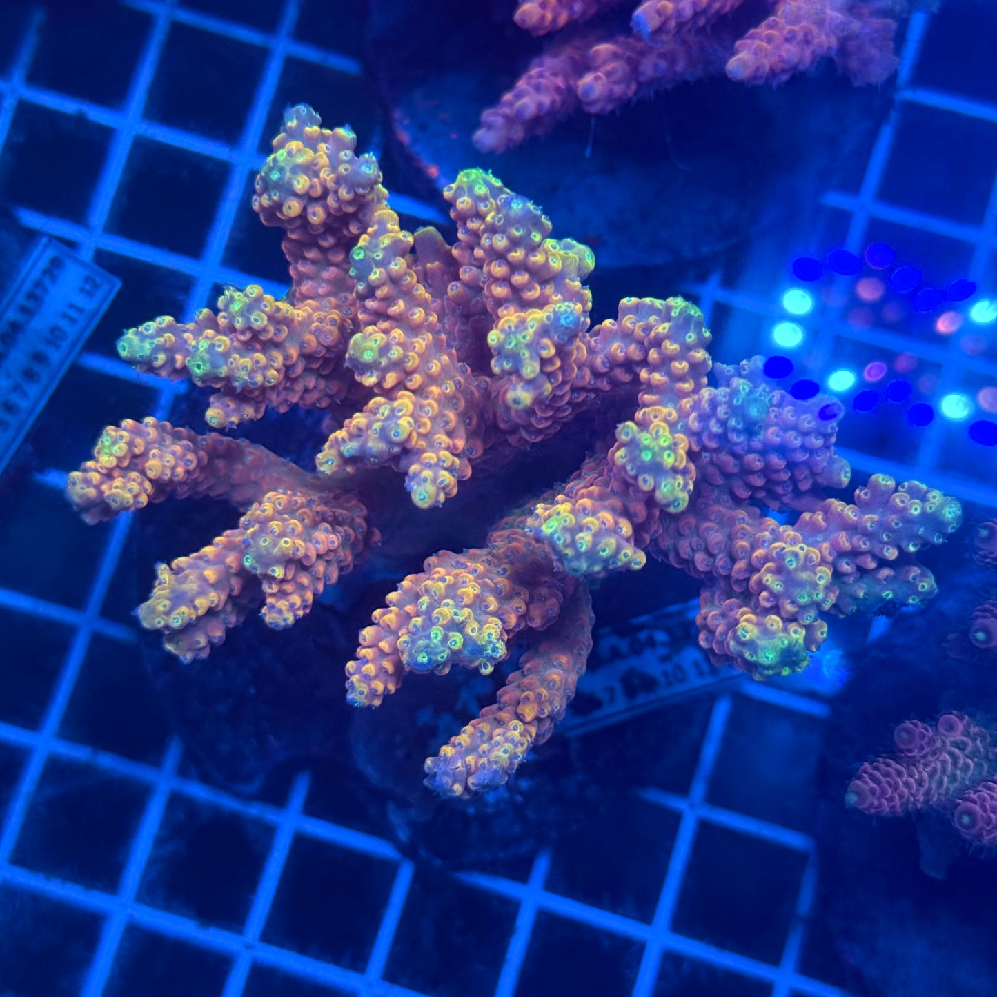 (WYSIWYG) Acropora Colony T2F10