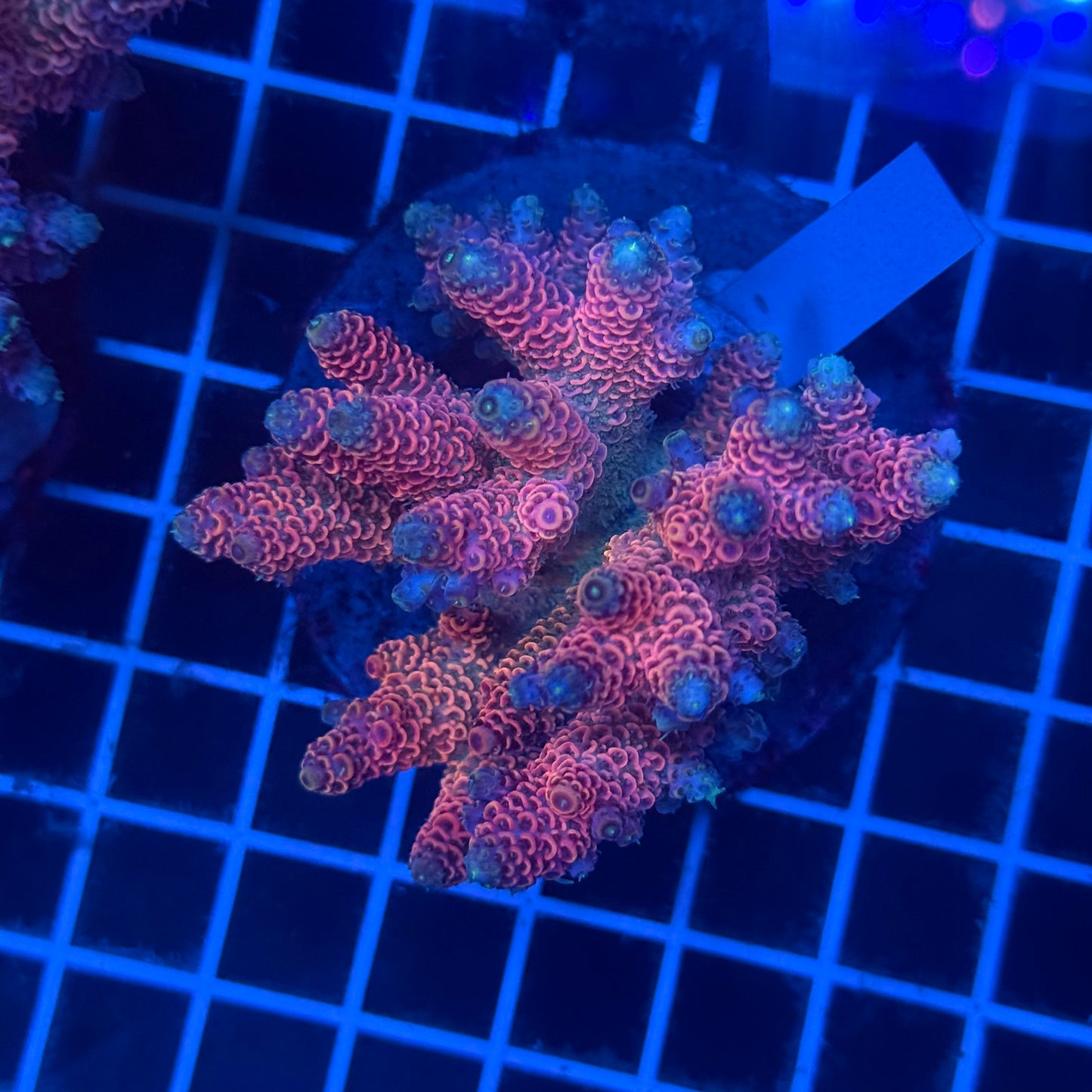(WYSIWYG) Acropora Colony T2F12