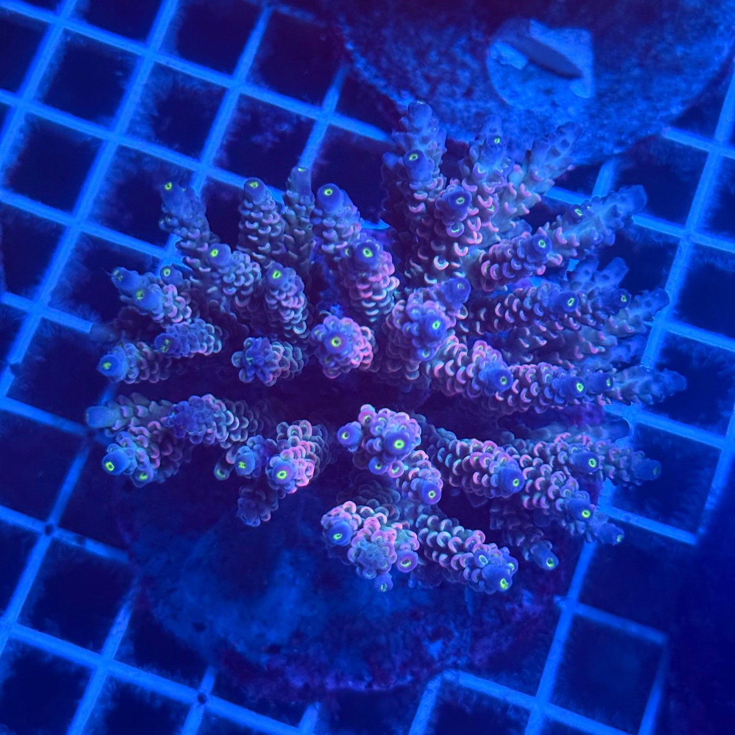 (WYSIWYG) Acropora Colony T2F2