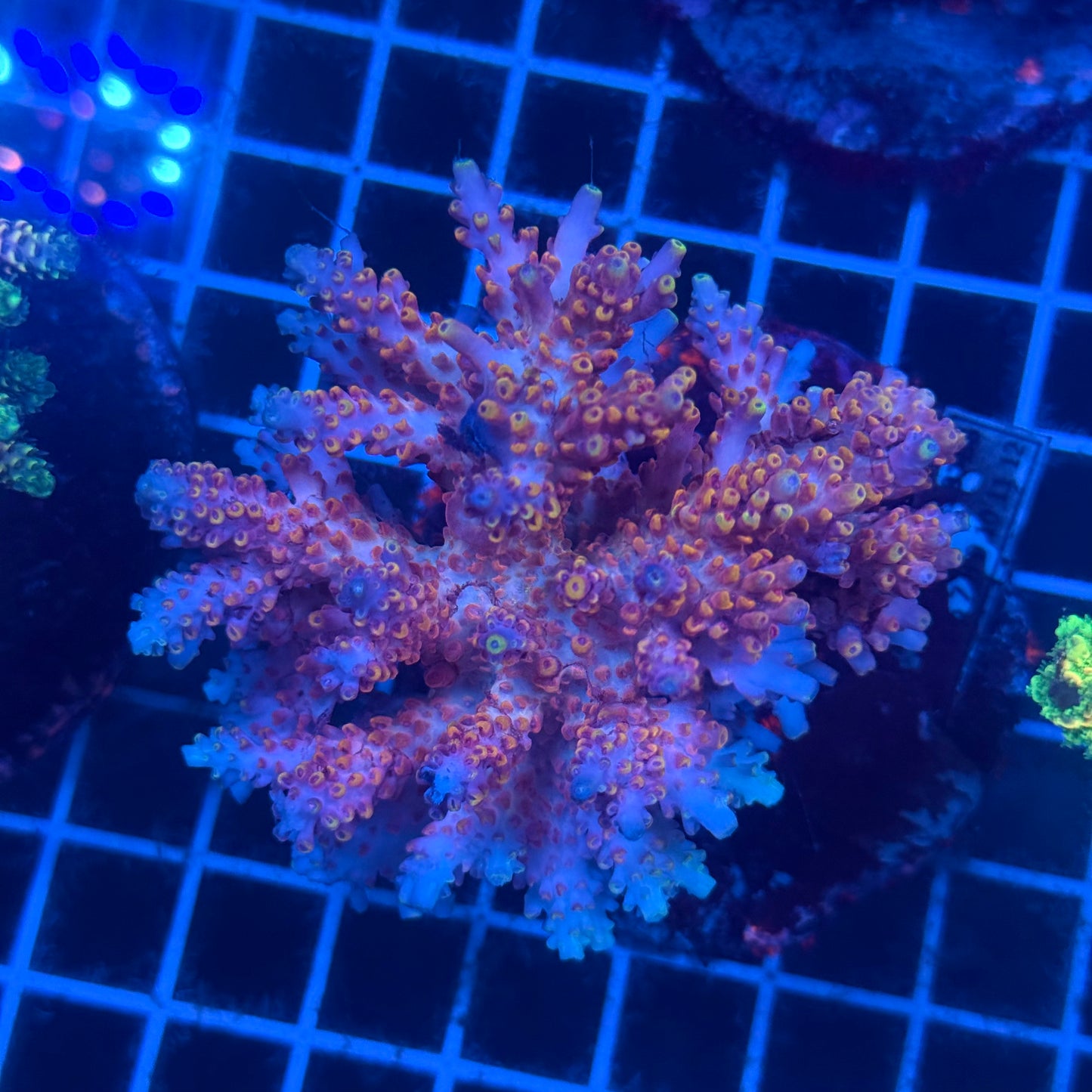 (WYSIWYG) Acropora Colony T2F8