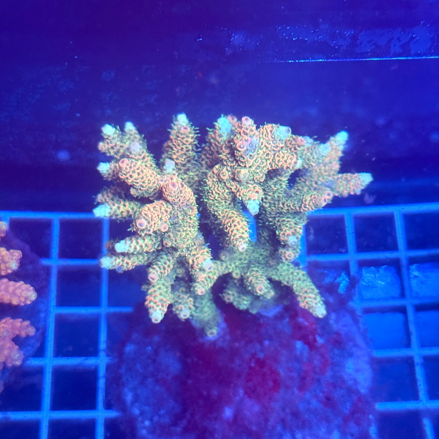 (WYSIWYG) Acropora Colony T3A3