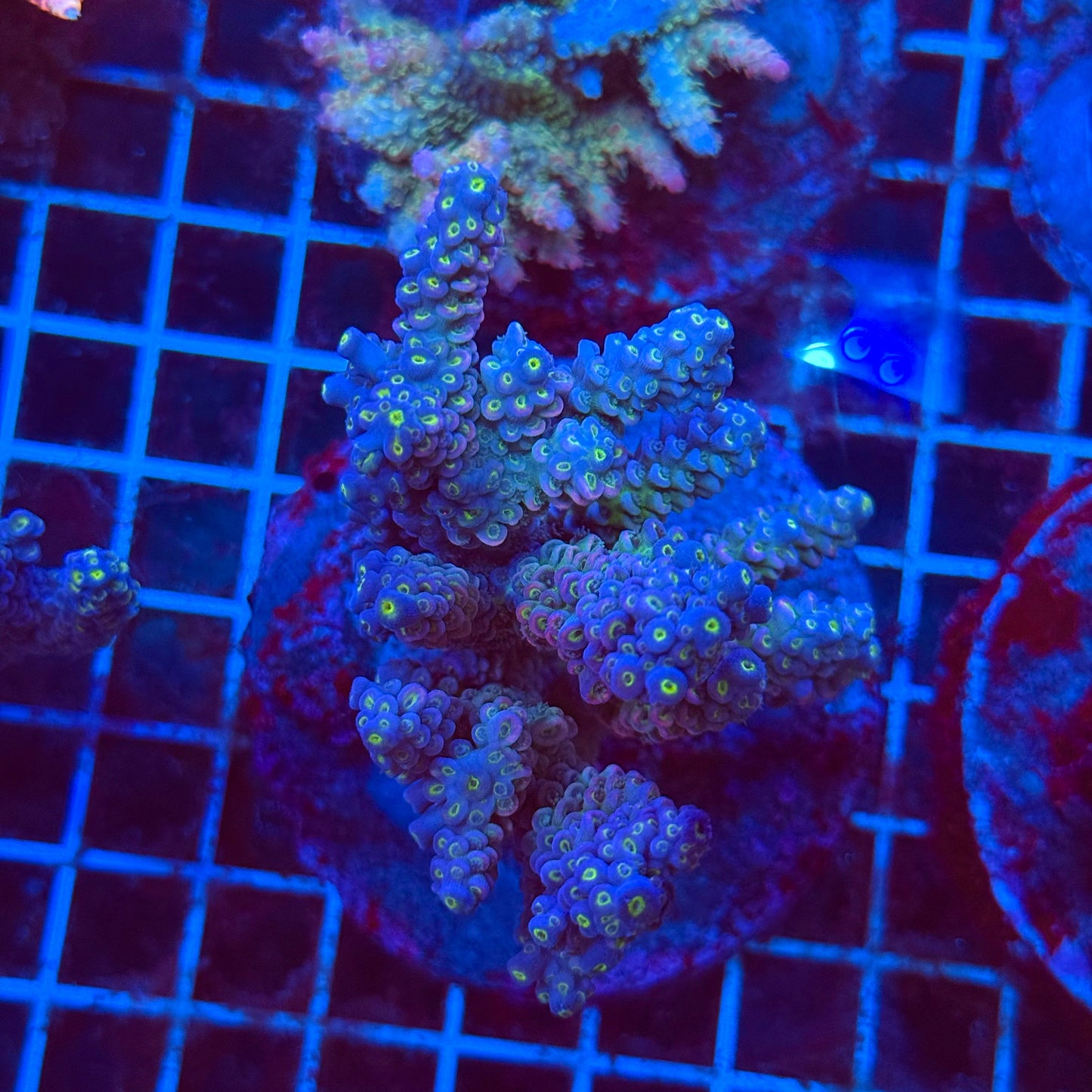 (WYSIWYG) Acro Colony T3K4