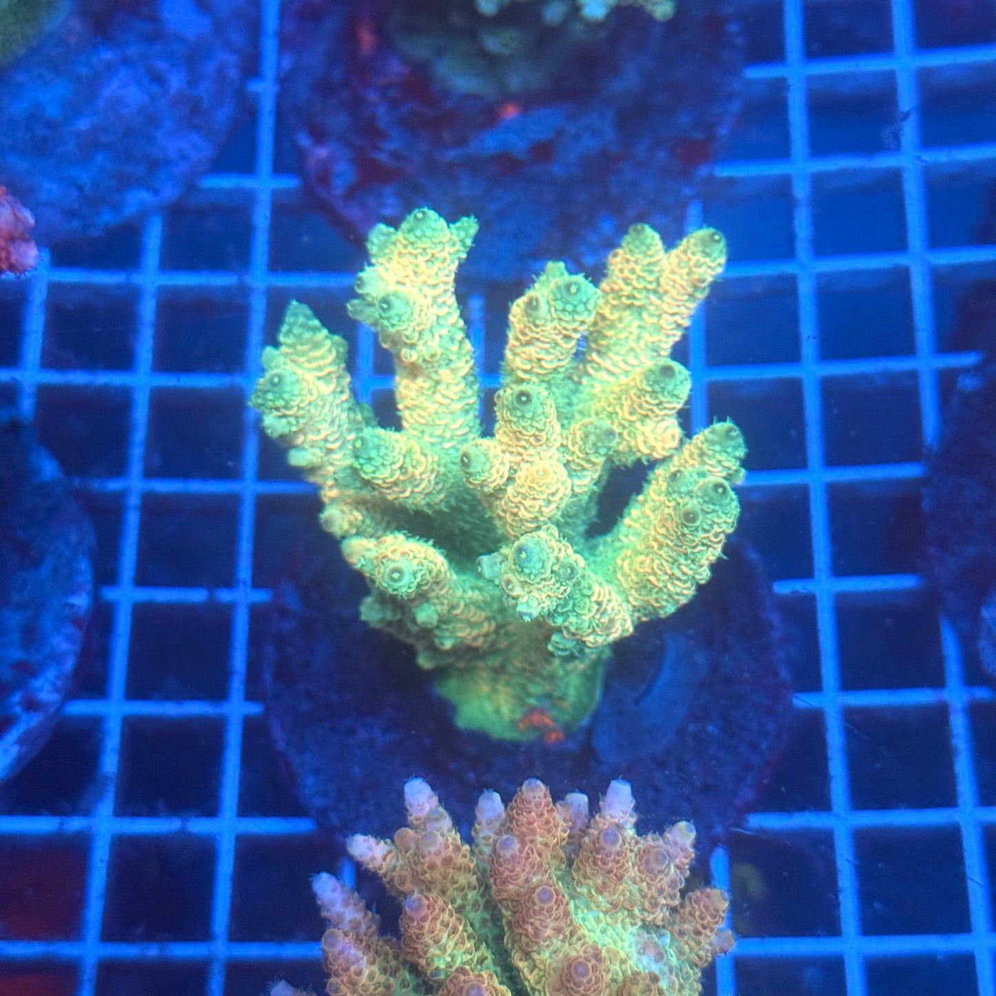 (WYSIWYG) Acropora Colony T3B5