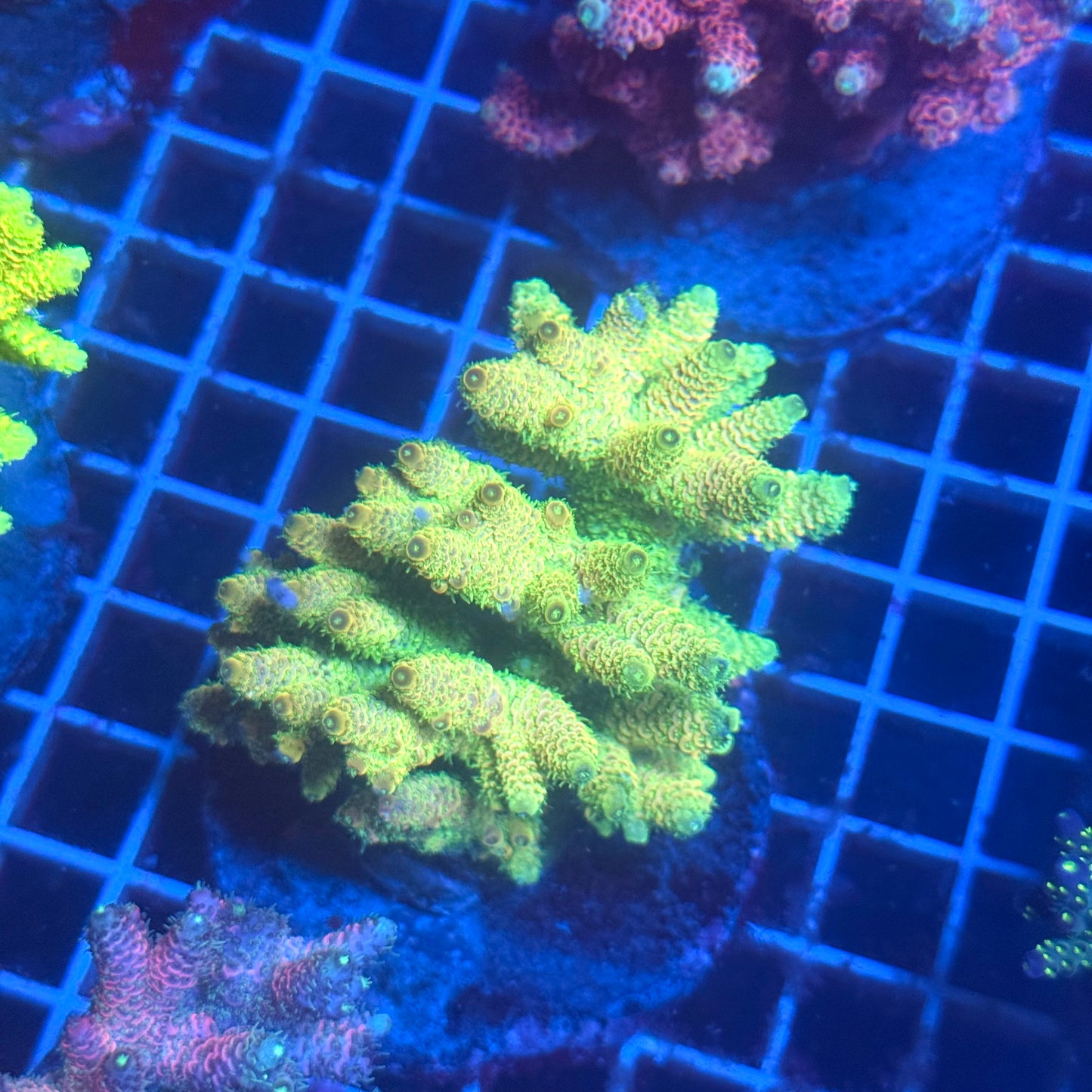 (WYSIWYG) Acropora Colony T3D2