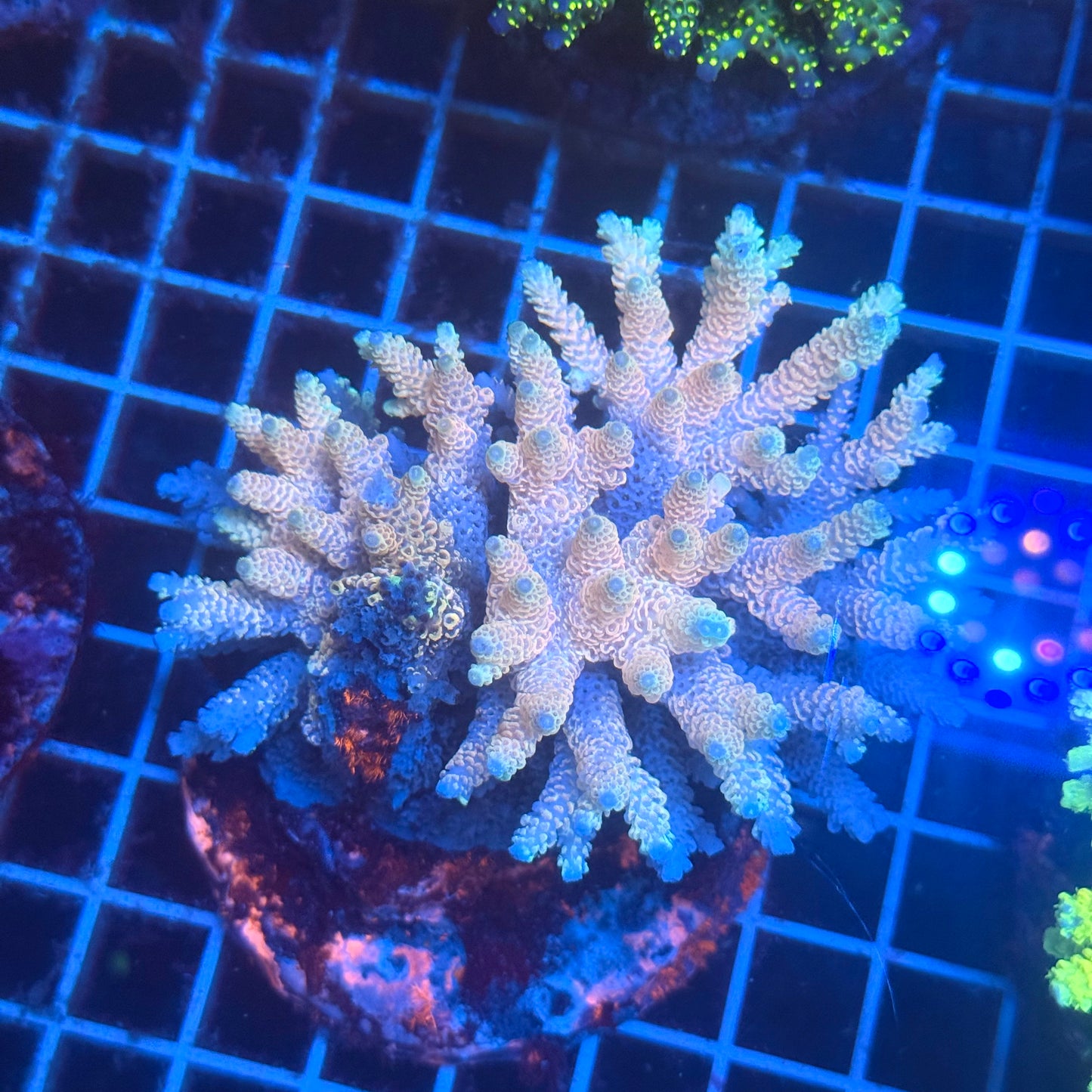 (WYSIWYG) Acropora Colony T3E3