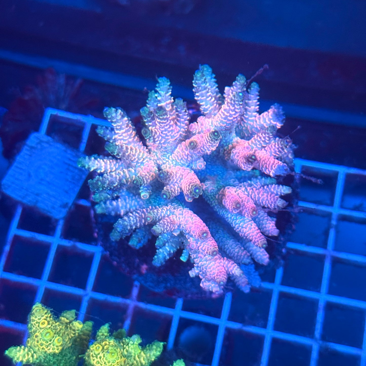 (WYSIWYG) Acropora Colony T3F1
