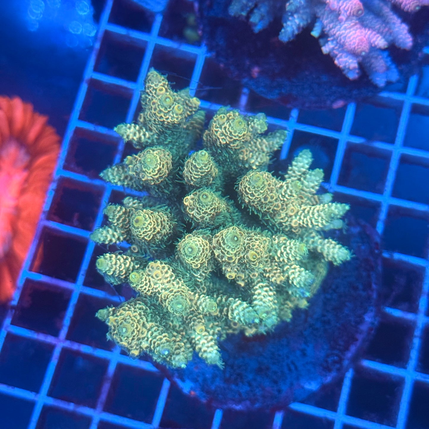 (WYSIWYG) Acropora Colony T3G1