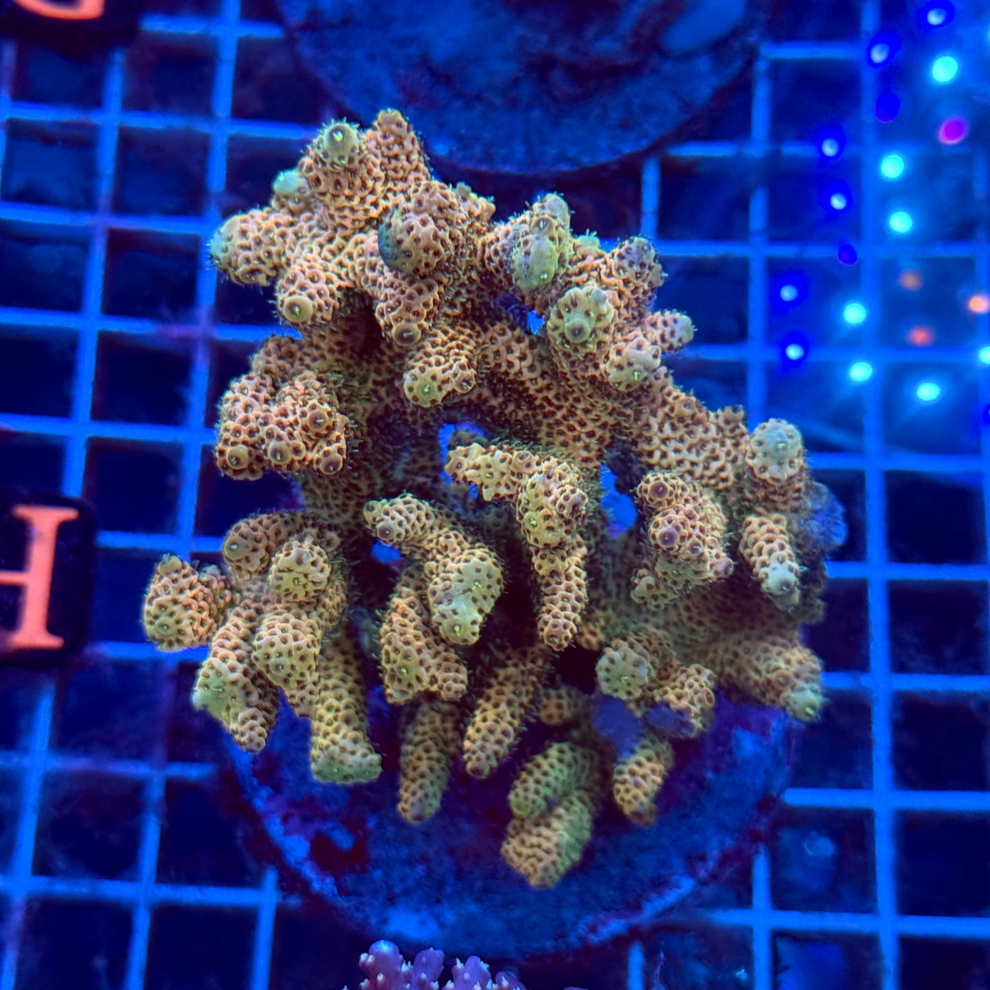 (WYSIWYG) Acropora Colony T3H1