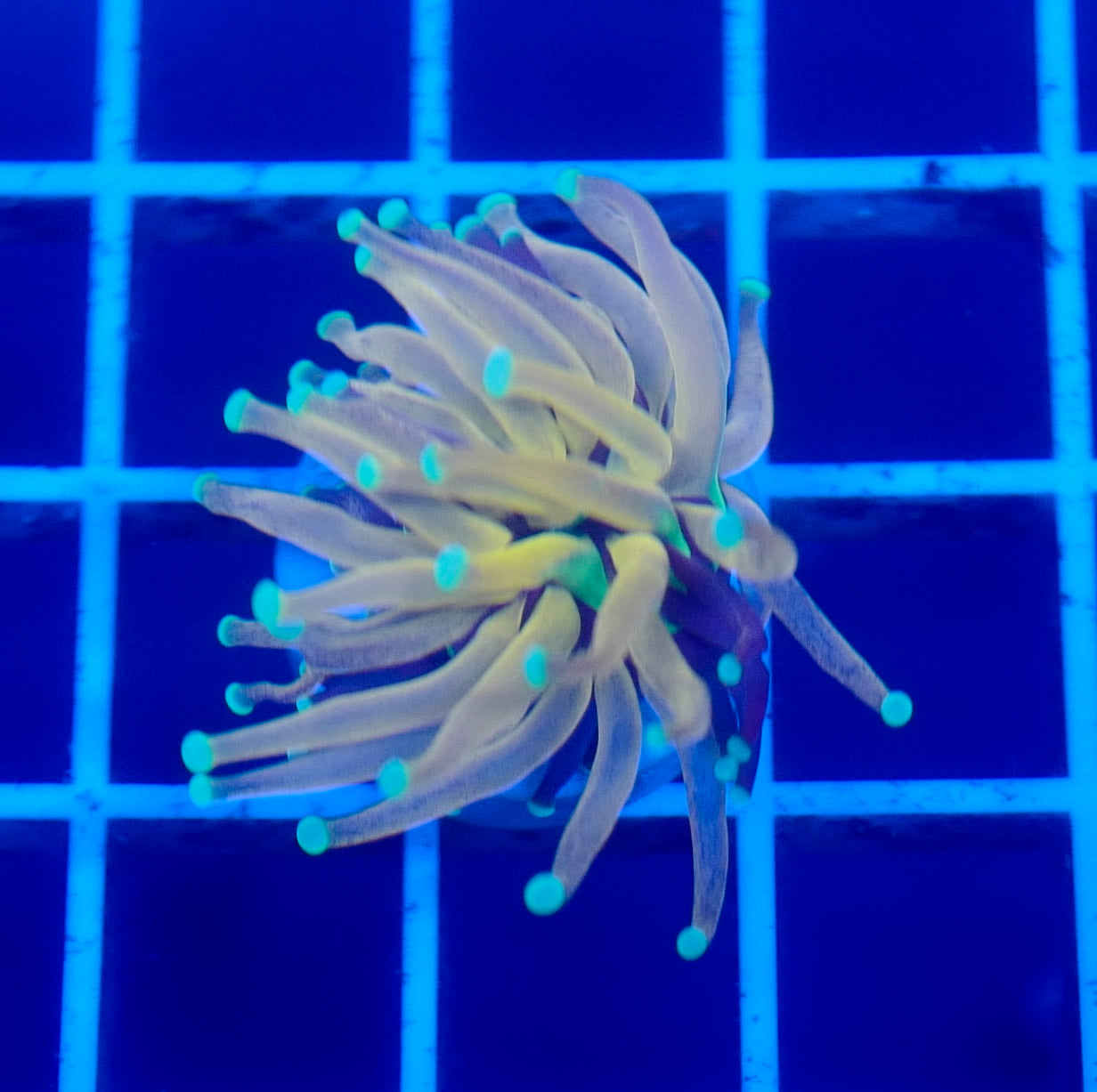 (WYSIWYG) Tiger Torch A2